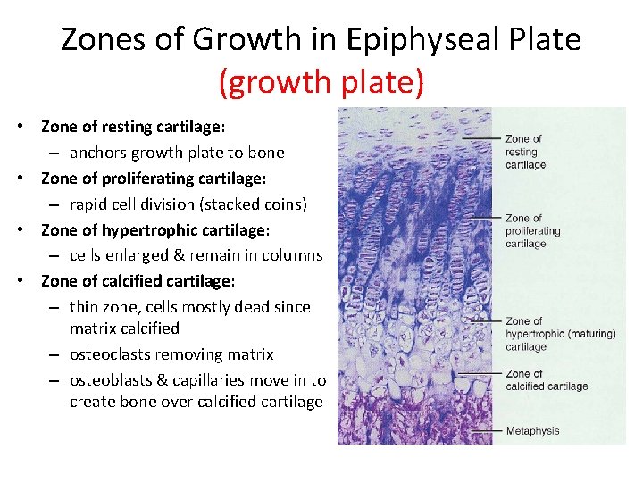 Zones of Growth in Epiphyseal Plate (growth plate) • Zone of resting cartilage: –