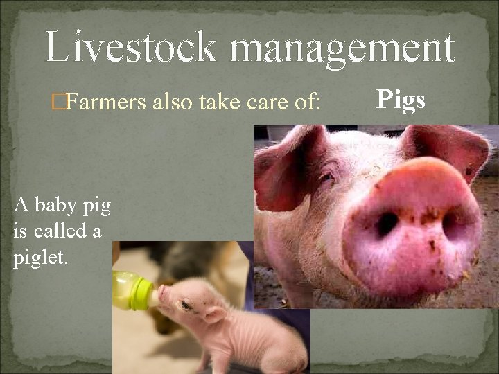 Livestock management �Farmers also take care of: A baby pig is called a piglet.