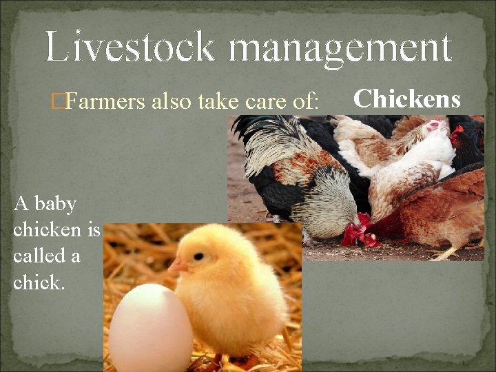 Livestock management �Farmers also take care of: A baby chicken is called a chick.