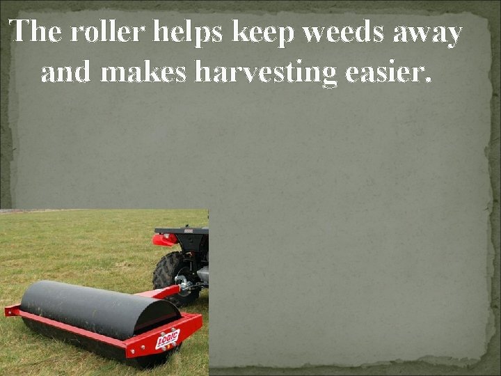 The roller helps keep weeds away and makes harvesting easier. 