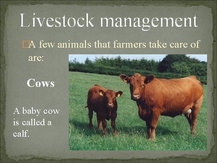 Livestock management �A few animals that farmers take care of are: Cows A baby