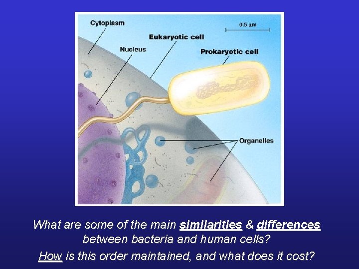 What are some of the main similarities & differences between bacteria and human cells?