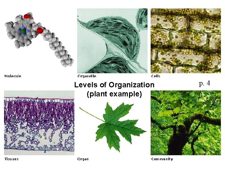 Levels of Organization (plant example) p. 4 