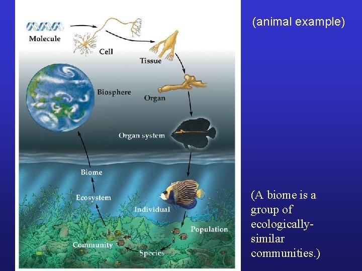 (animal example) (A biome is a group of ecologicallysimilar communities. ) 