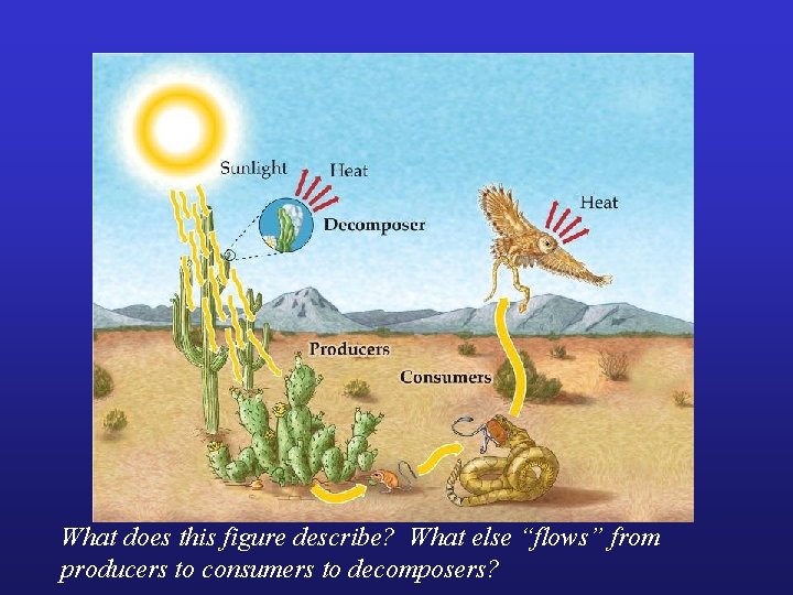 What does this figure describe? What else “flows” from producers to consumers to decomposers?
