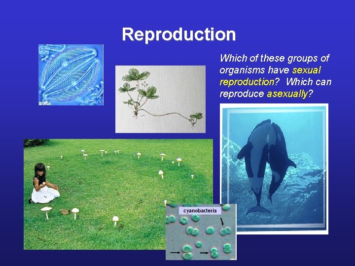 Reproduction Which of these groups of organisms have sexual reproduction? Which can reproduce asexually?