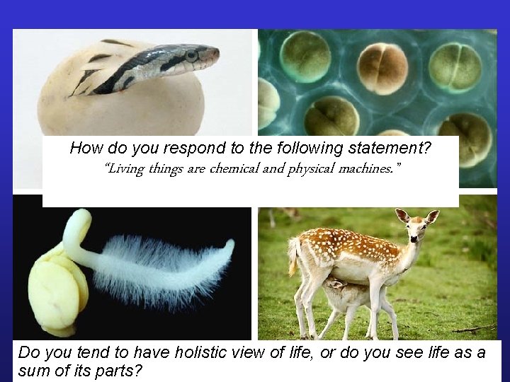 How do you respond to the following statement? “Living things are chemical and physical