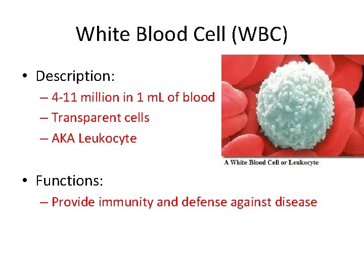 White Blood Cell (WBC) • Description: – 4 -11 million in 1 m. L