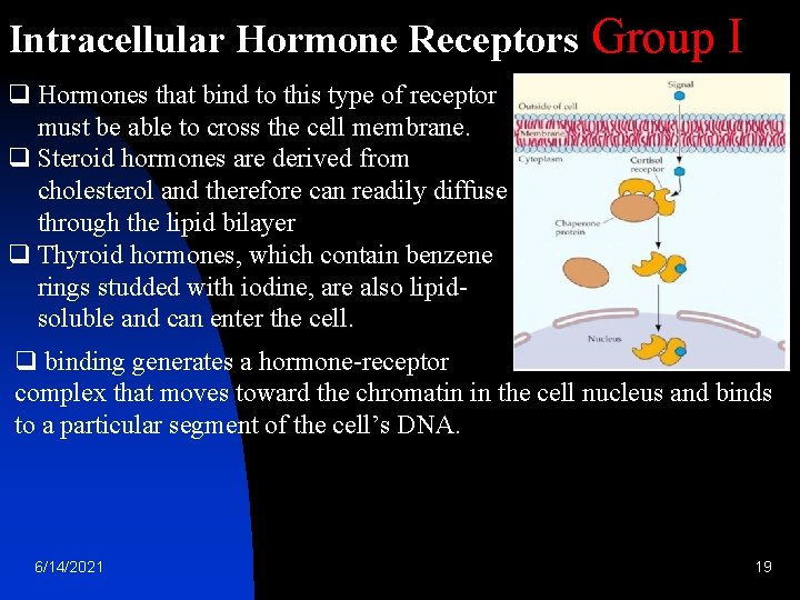 Intracellular Hormone Receptors Group I q Hormones that bind to this type of receptor