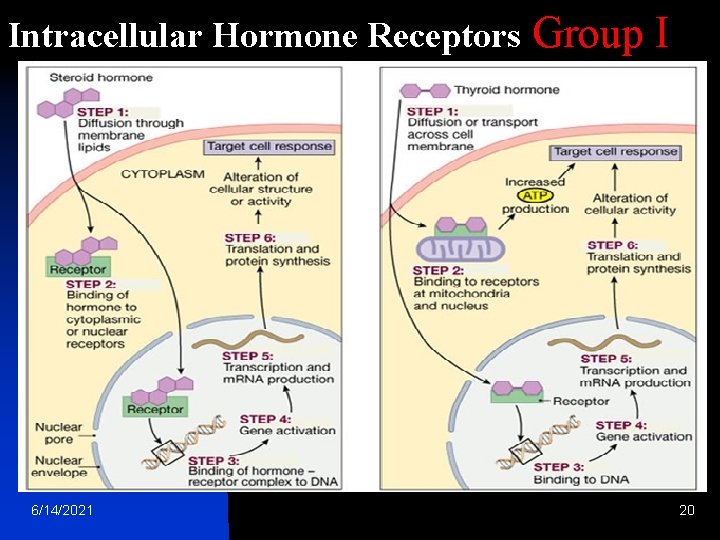 Intracellular Hormone Receptors 6/14/2021 Group I 20 