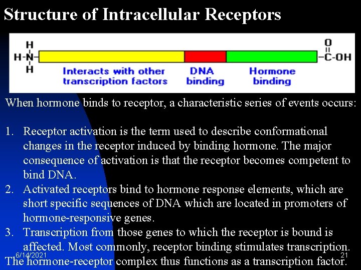 Structure of Intracellular Receptors When hormone binds to receptor, a characteristic series of events