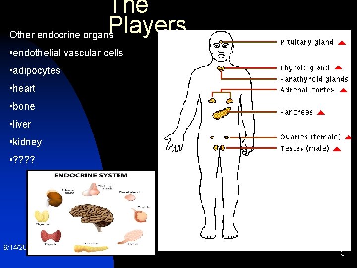 The Players Other endocrine organs • endothelial vascular cells Hypothalamus • adipocytes • heart