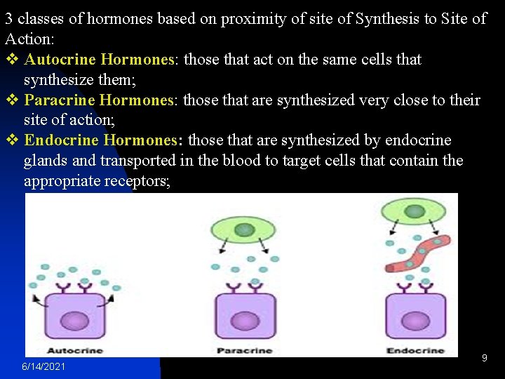 3 classes of hormones based on proximity of site of Synthesis to Site of