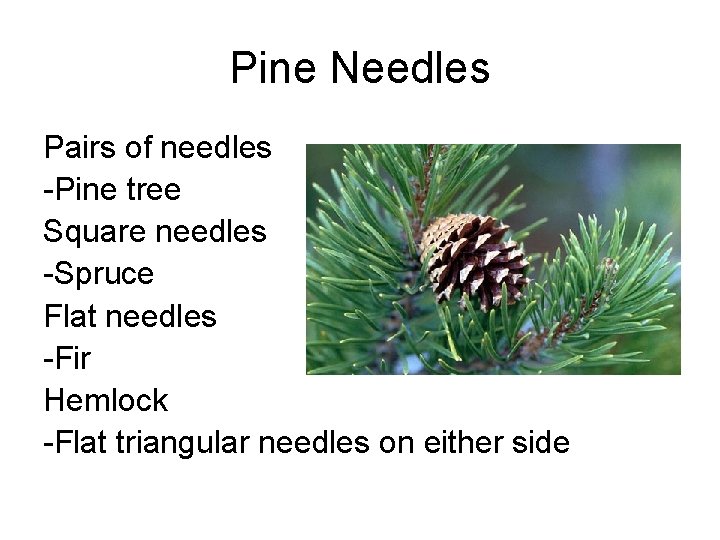 Pine Needles Pairs of needles -Pine tree Square needles -Spruce Flat needles -Fir Hemlock