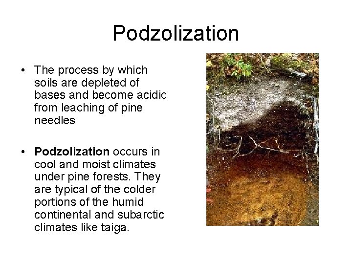 Podzolization • The process by which soils are depleted of bases and become acidic