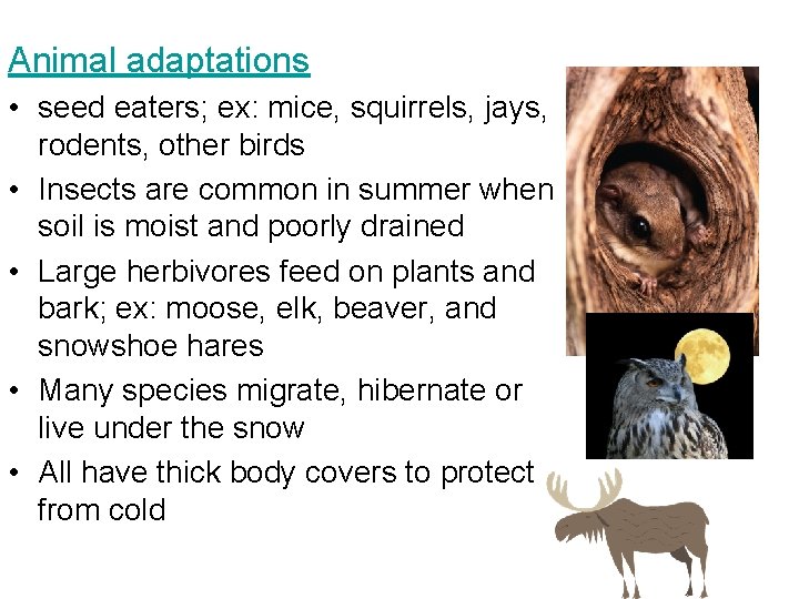 Animal adaptations • seed eaters; ex: mice, squirrels, jays, rodents, other birds • Insects