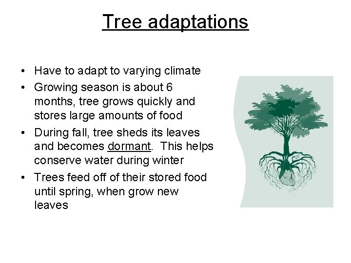 Tree adaptations • Have to adapt to varying climate • Growing season is about