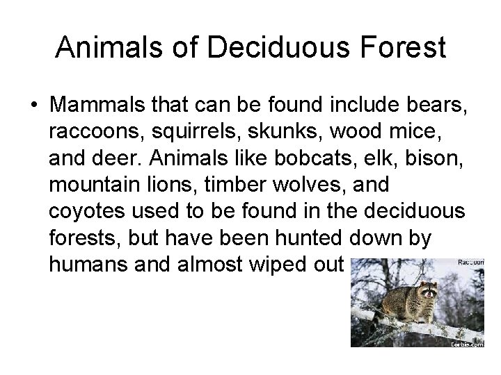Animals of Deciduous Forest • Mammals that can be found include bears, raccoons, squirrels,