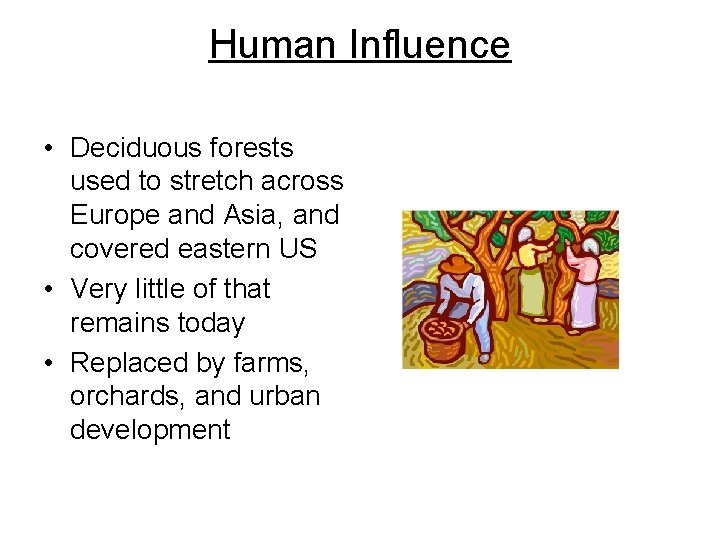 Human Influence • Deciduous forests used to stretch across Europe and Asia, and covered