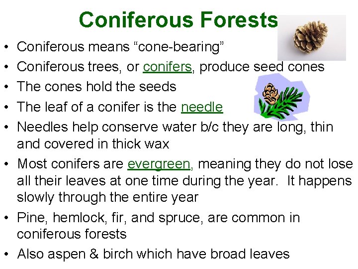 Coniferous Forests • • • Coniferous means “cone-bearing” Coniferous trees, or conifers, produce seed