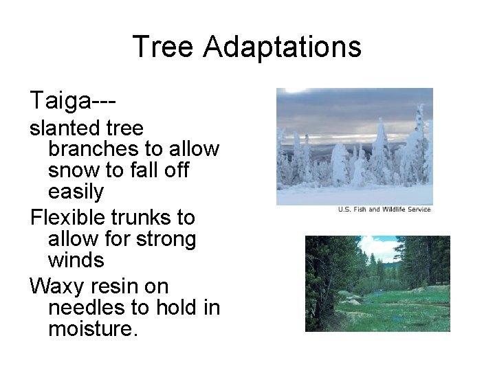 Tree Adaptations Taiga--slanted tree branches to allow snow to fall off easily Flexible trunks
