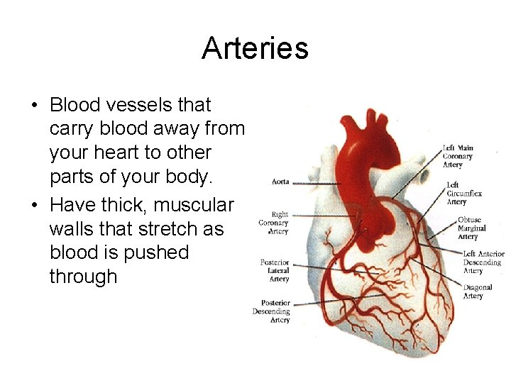 Arteries • Blood vessels that carry blood away from your heart to other parts
