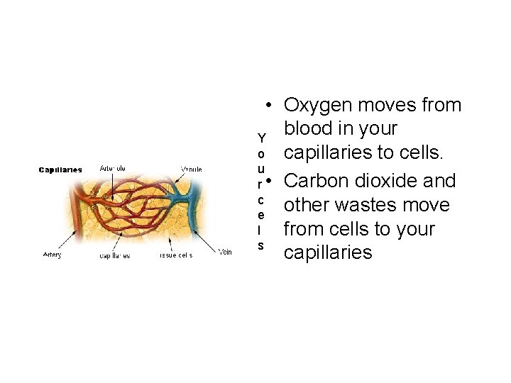 • Oxygen moves from blood in your Y o capillaries to cells. u