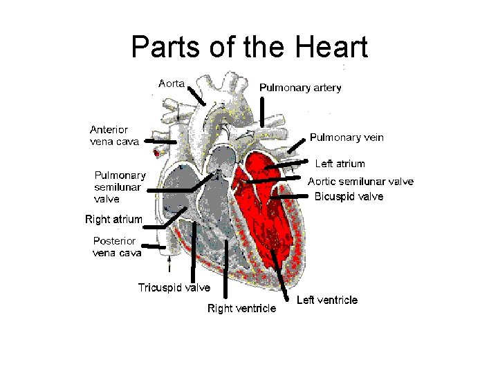 Parts of the Heart 