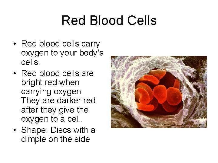 Red Blood Cells • Red blood cells carry oxygen to your body’s cells. •