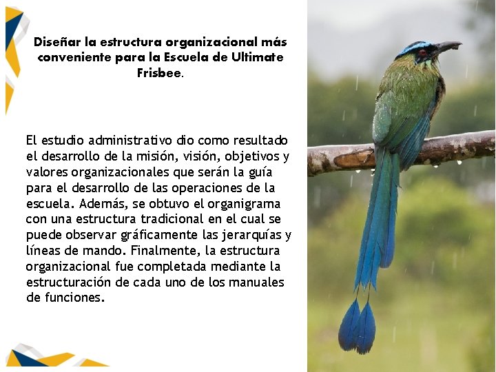 Diseñar la estructura organizacional más conveniente para la Escuela de Ultimate Frisbee. El estudio