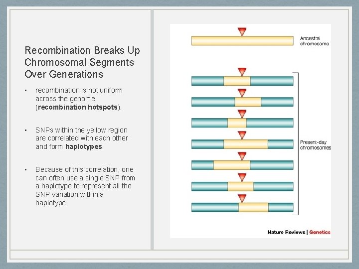 Recombination Breaks Up Chromosomal Segments Over Generations • recombination is not uniform across the