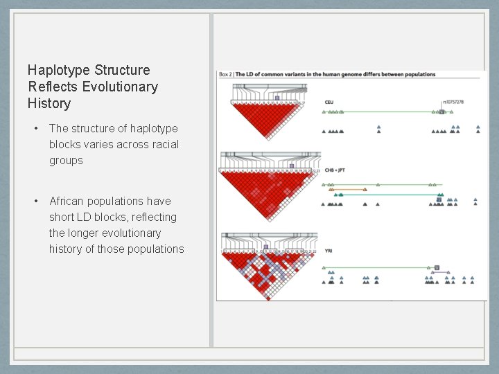 Haplotype Structure Reflects Evolutionary History • The structure of haplotype blocks varies across racial