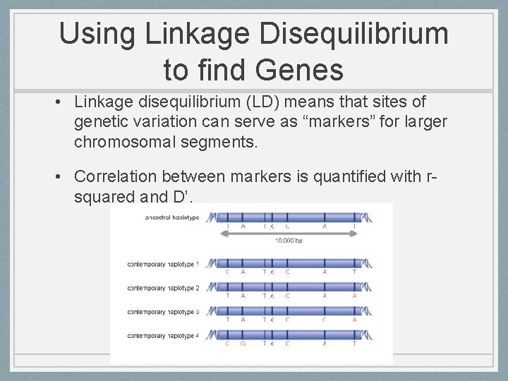 Using Linkage Disequilibrium to find Genes • Linkage disequilibrium (LD) means that sites of