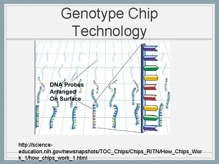 Genotype Chip Technology http: //scienceeducation. nih. gov/newsnapshots/TOC_Chips/Chips_RITN/How_Chips_Wor k_1/how_chips_work_1. html 