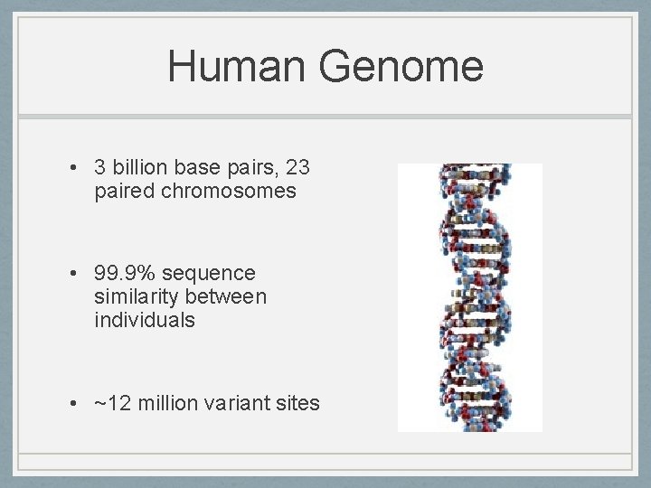 Human Genome • 3 billion base pairs, 23 paired chromosomes • 99. 9% sequence