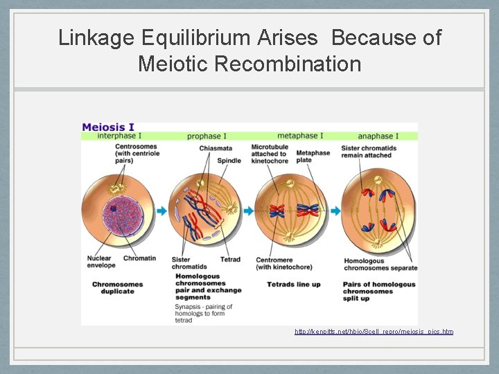 Linkage Equilibrium Arises Because of Meiotic Recombination http: //kenpitts. net/hbio/8 cell_repro/meiosis_pics. htm 