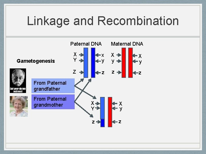 Linkage and Recombination Paternal DNA Gametogenesis Maternal DNA X Y x y X y