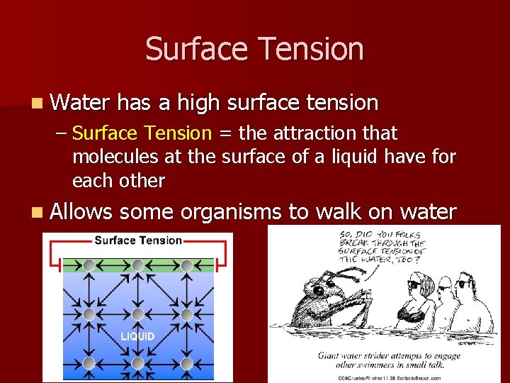 Surface Tension n Water has a high surface tension – Surface Tension = the