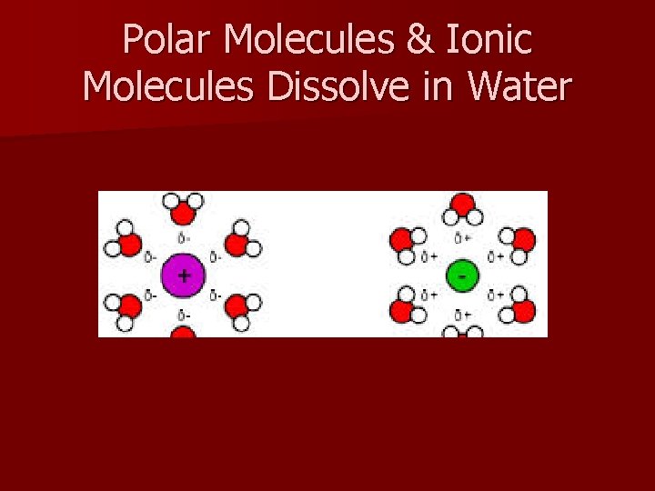 Polar Molecules & Ionic Molecules Dissolve in Water 