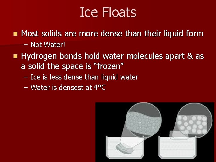 Ice Floats n Most solids are more dense than their liquid form – Not