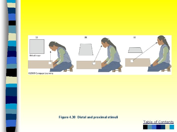 Figure 4. 30 Distal and proximal stimuli Table of Contents 