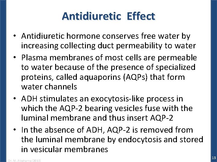 Antidiuretic Effect • Antidiuretic hormone conserves free water by increasing collecting duct permeability to