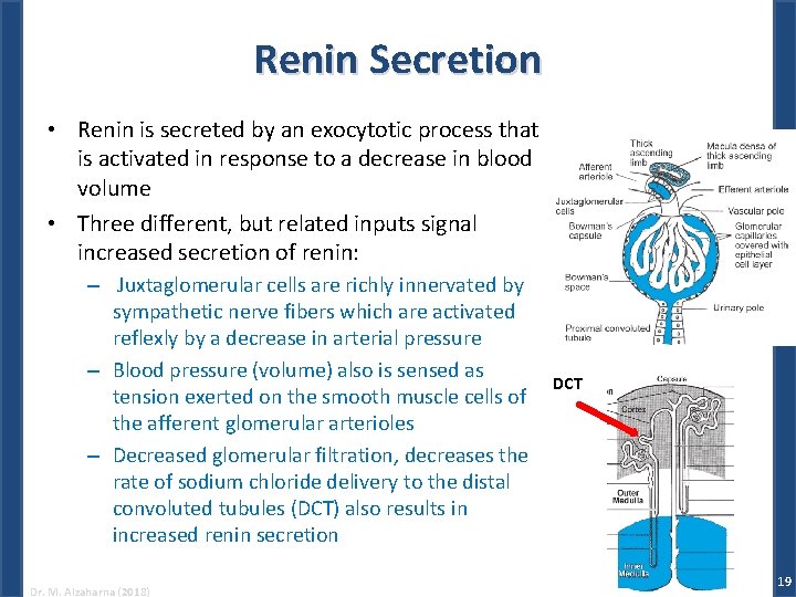 Renin Secretion • Renin is secreted by an exocytotic process that is activated in