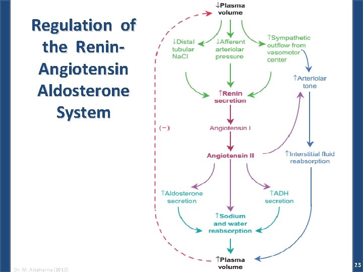 Regulation of the Renin. Angiotensin Aldosterone System Dr. M. Alzaharna (2018) 23 