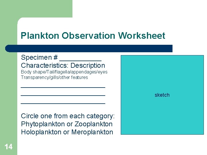 Plankton Observation Worksheet Specimen # ______ Characteristics: Description Body shape/Tail/flagella/appendages/eyes Transparency/gills/other features ______________________ Circle