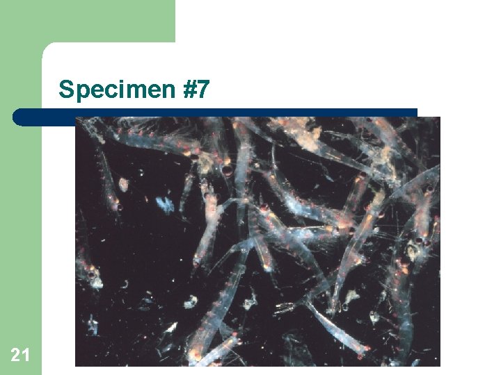 Specimen #7 21 