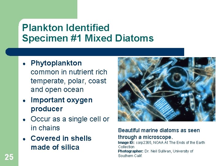 Plankton Identified Specimen #1 Mixed Diatoms ● ● 25 Phytoplankton common in nutrient rich