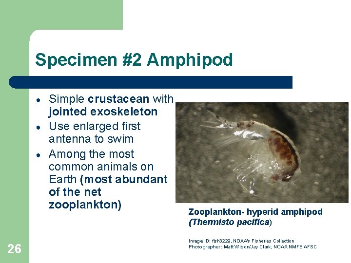 Specimen #2 Amphipod ● ● ● 26 Simple crustacean with jointed exoskeleton Use enlarged