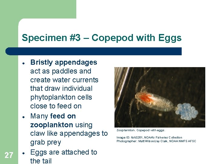 Specimen #3 – Copepod with Eggs ● ● 27 ● Bristly appendages act as