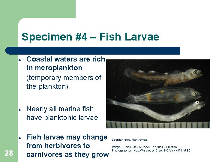 Specimen #4 – Fish Larvae ● ● ● 28 Coastal waters are rich in